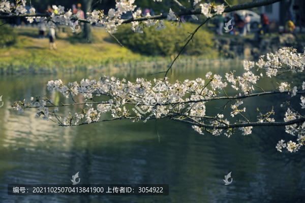 太湖無錫黿頭渚櫻花初開