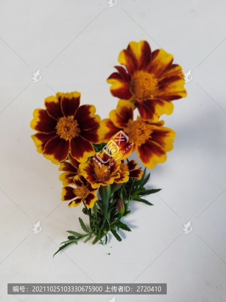萬(wàn)壽菊