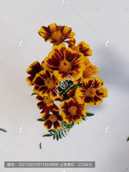 萬(wàn)壽菊