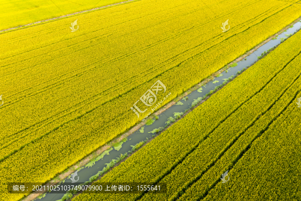 水稻田