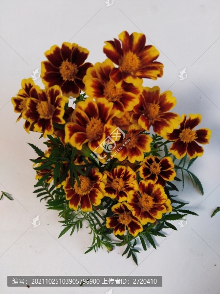 萬壽菊