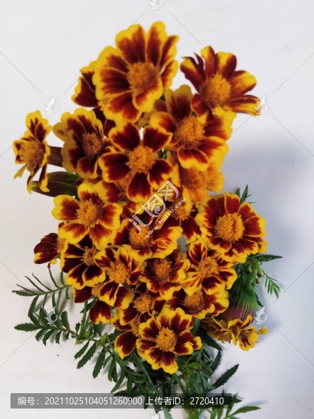 萬壽菊