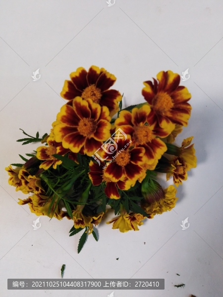 萬壽菊
