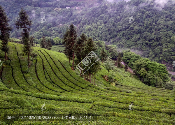 生態(tài)茶園