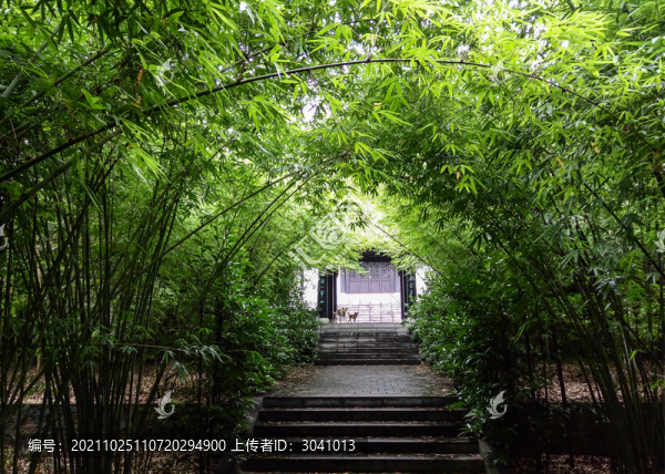 竹林深深幾許幽