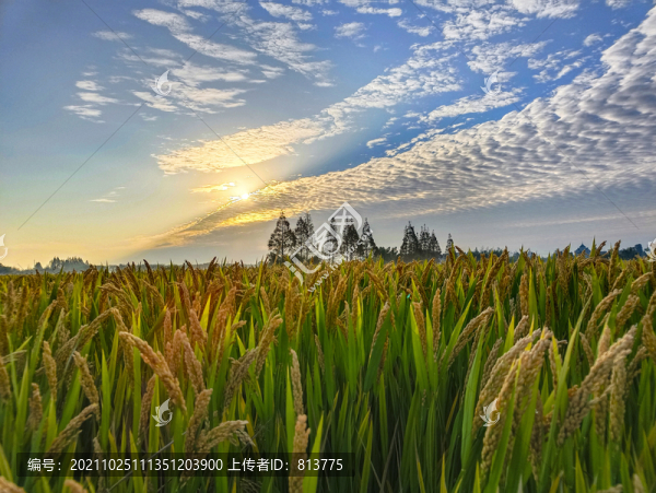 成熟稻田秋景