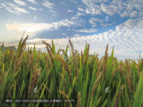 雨露稻穗