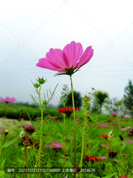 波斯菊