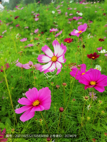 波斯菊花海