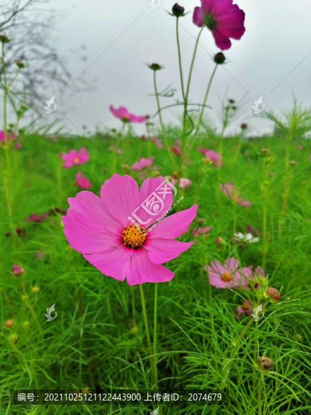 波斯菊