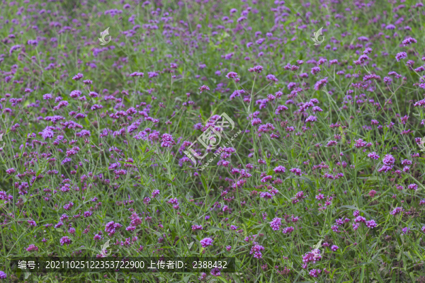 柳葉馬鞭草