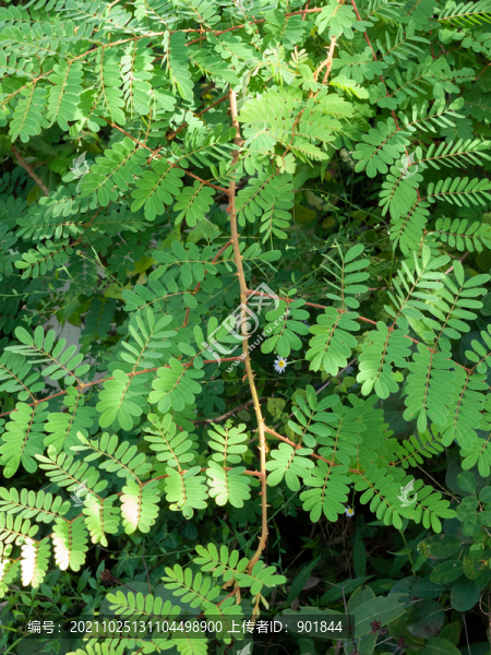 豆科植物云實(shí)