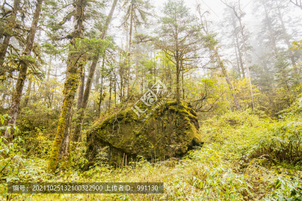 高山森林石頭