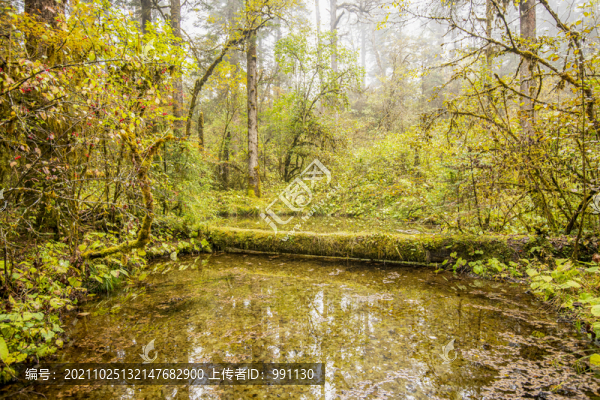高山原始森林山水風(fēng)景
