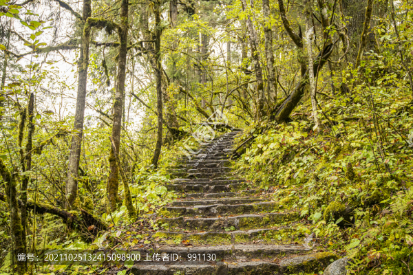 高山樹林