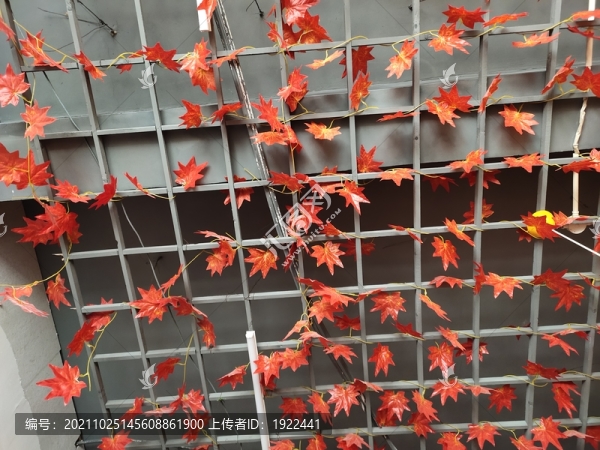 楓葉吊頂