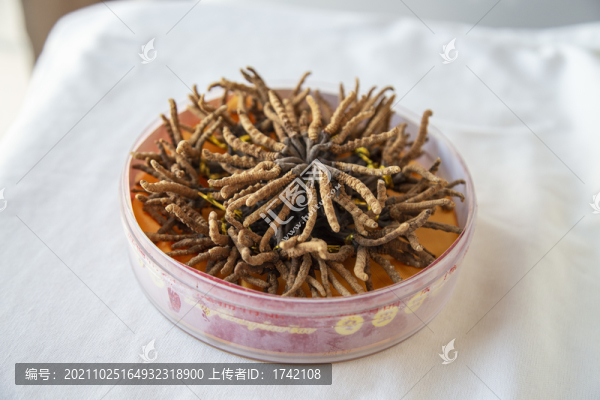 蟲草