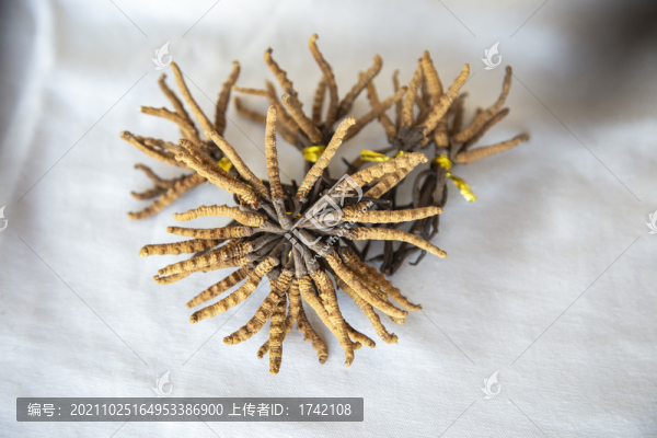蟲(chóng)草