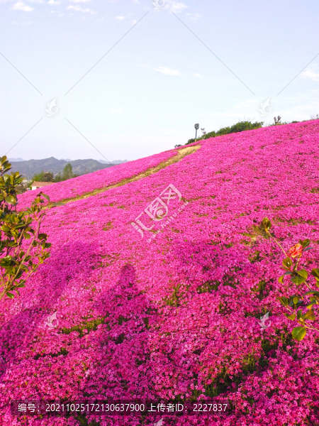 芝櫻