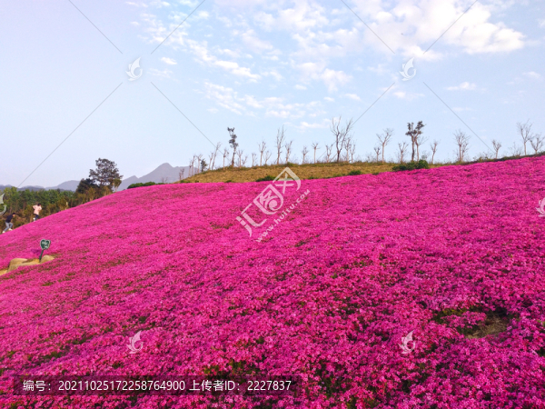 芝櫻