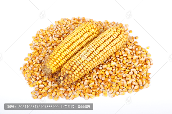 兩個(gè)玉米穗和玉米粒