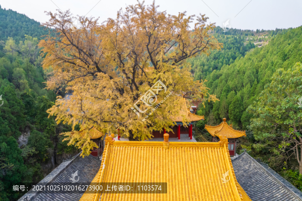 航拍濟南淌豆寺銀杏