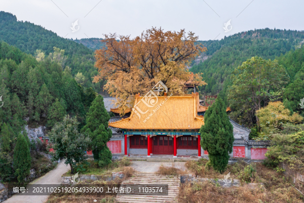 航拍濟(jì)南淌豆寺銀杏