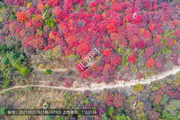 濟(jì)南漫山紅葉