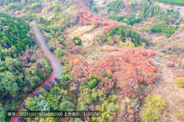 濟(jì)南彩石捎近村漫山紅葉