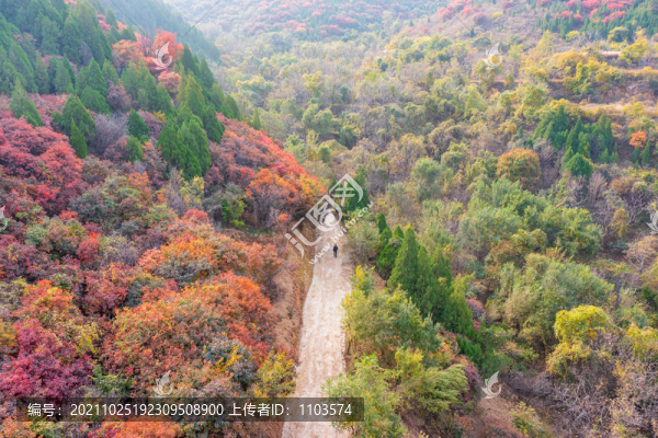 濟(jì)南彩石捎近村漫山紅葉