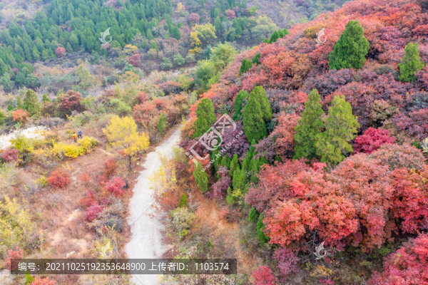 濟(jì)南彩石捎近村漫山紅葉