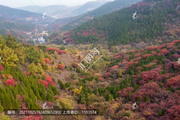 濟(jì)南彩石捎近村漫山紅葉