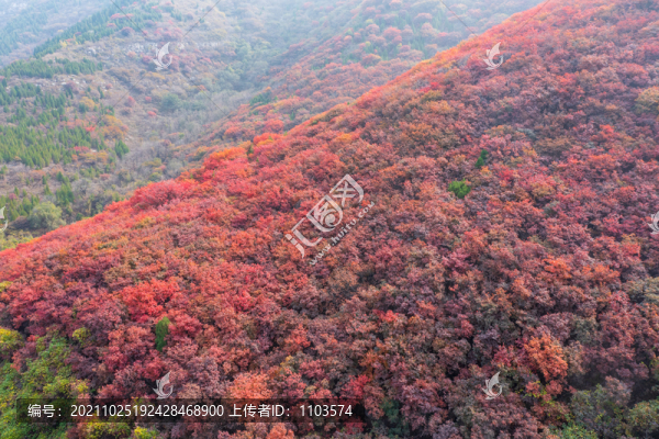 濟(jì)南彩石捎近村漫山紅葉
