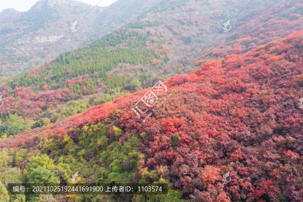 濟南彩石捎近村漫山紅葉