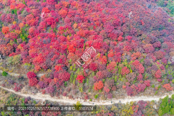 濟(jì)南彩石捎近村漫山紅葉