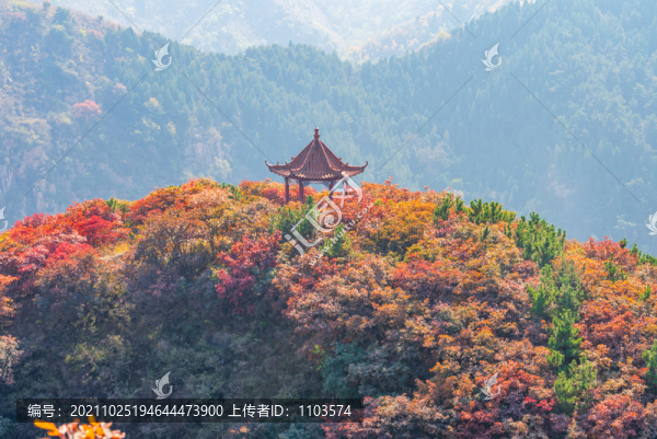 航拍濟(jì)南紅山翠谷景區(qū)的漫山紅葉