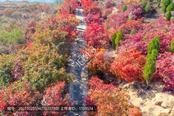 航拍濟(jì)南紅山翠谷景區(qū)的漫山紅葉