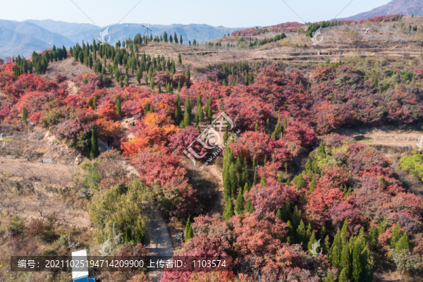 航拍濟(jì)南紅山翠谷景區(qū)的漫山紅葉