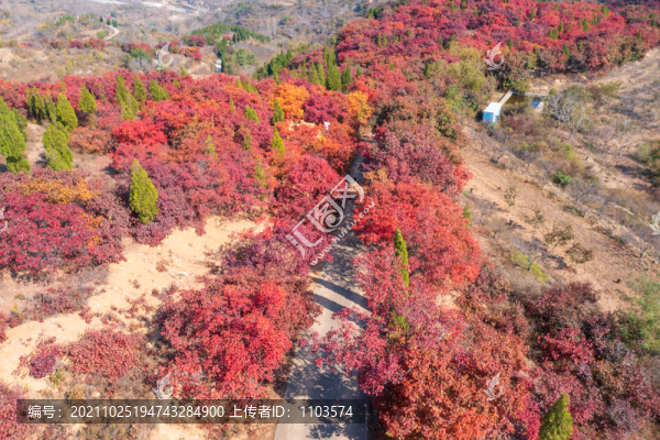 航拍濟(jì)南紅山翠谷景區(qū)的漫山紅葉