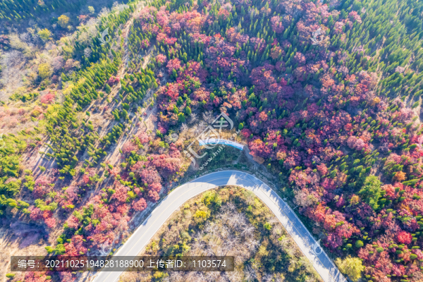 航拍濟(jì)南紅山翠谷景區(qū)的漫山紅葉