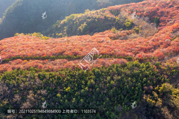 航拍濟(jì)南紅山翠谷景區(qū)的漫山紅葉