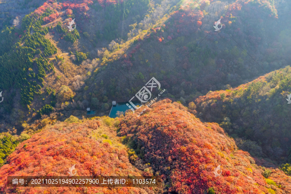 航拍濟(jì)南紅山翠谷景區(qū)的漫山紅葉