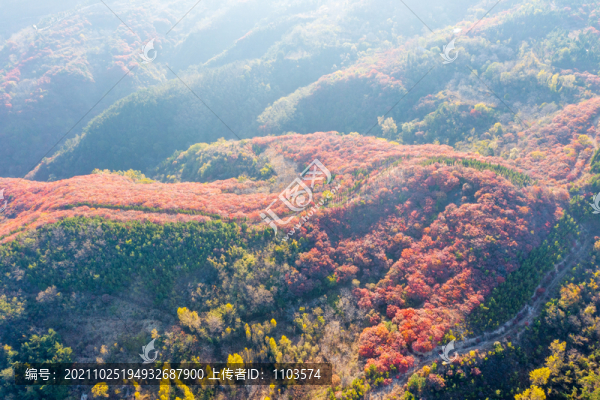 航拍濟南紅山翠谷景區(qū)的漫山紅葉