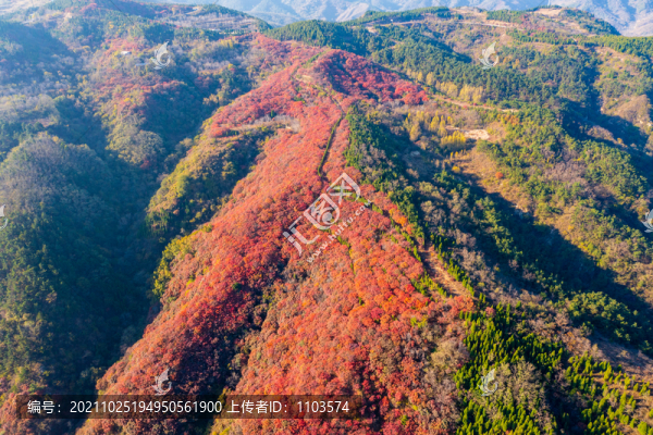 航拍濟(jì)南紅山翠谷景區(qū)的漫山紅葉