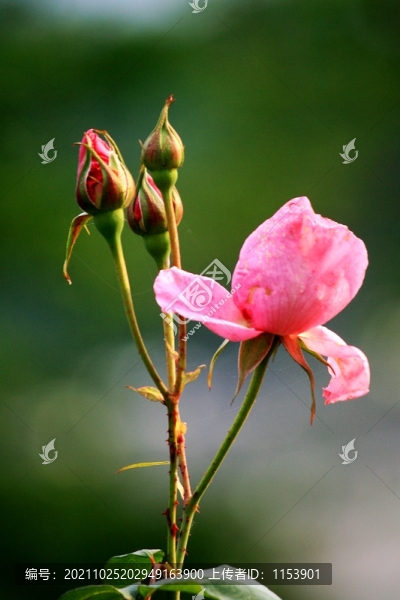 月季花