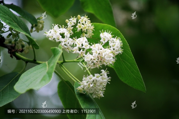 女貞