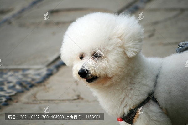小狗