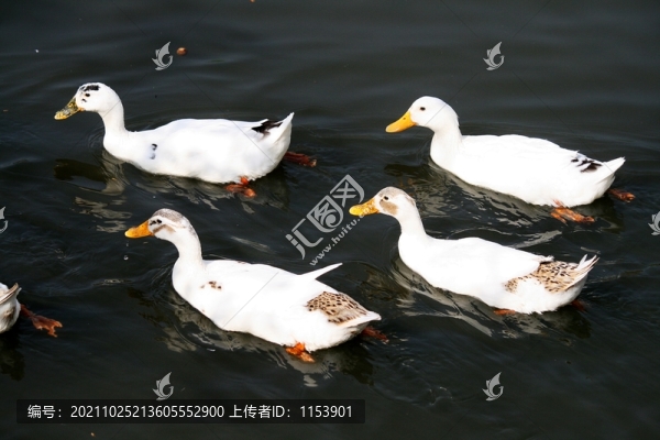 土鴨