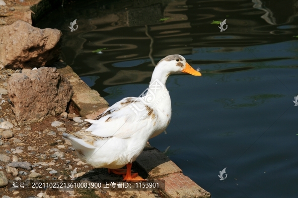 土鴨