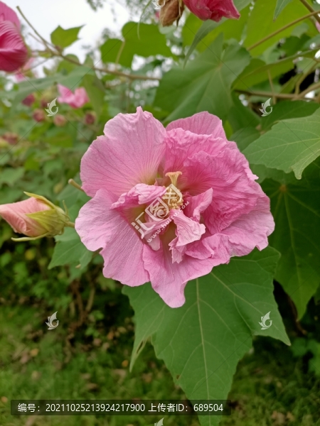 芙蓉花
